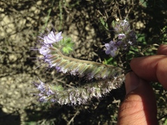 Phacelia tanacetifolia