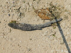 Bali Catshark photo 2