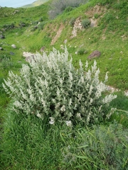 Salvia dominica