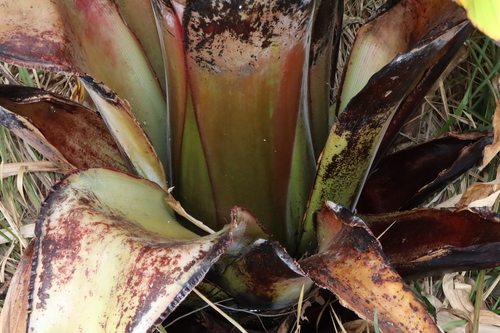 Image of Ensete ventricosum by (c) Thomas Mesaglio, some rights reserved (CC BY)