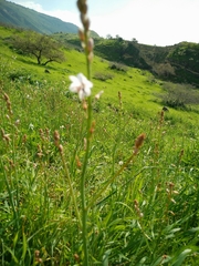 Asphodelus tenuifolius