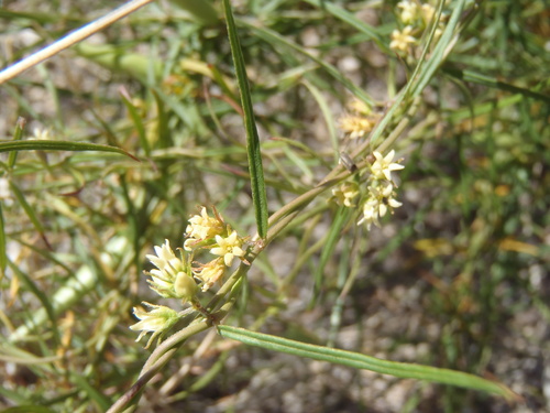 Wiggins' swallow-wort (Cynanchum wigginsii)