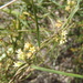 Narrowleaf Swallow-Wort - Photo (c) Dan Beckman, some rights reserved (CC BY-NC), uploaded by Dan Beckman