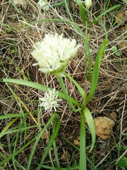 Allium orientale