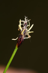 Eleocharis kamtschatica