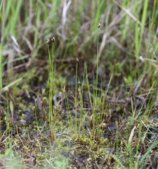 Eleocharis kamtschatica