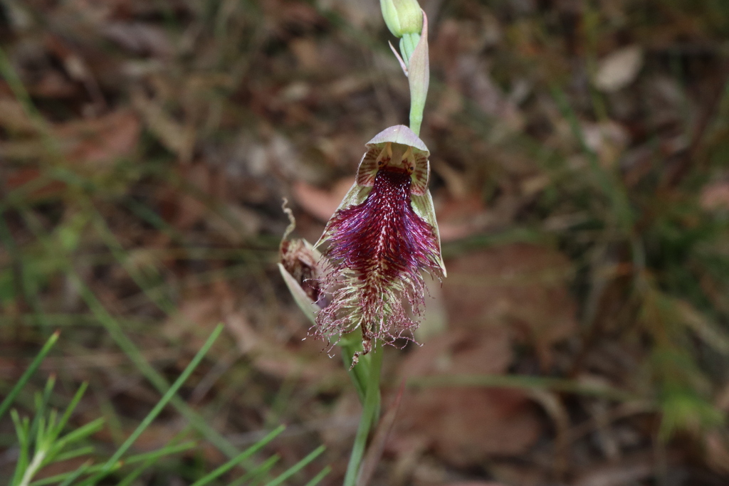 Calochilus robertsonii