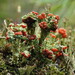 Madame's Cup Lichen - Photo (c) Hans, some rights reserved (CC BY-NC), uploaded by Hans