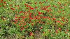 Ranunculus asiaticus