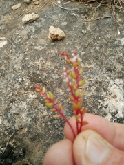 Sedum microcarpum