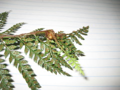 Polystichum australiense