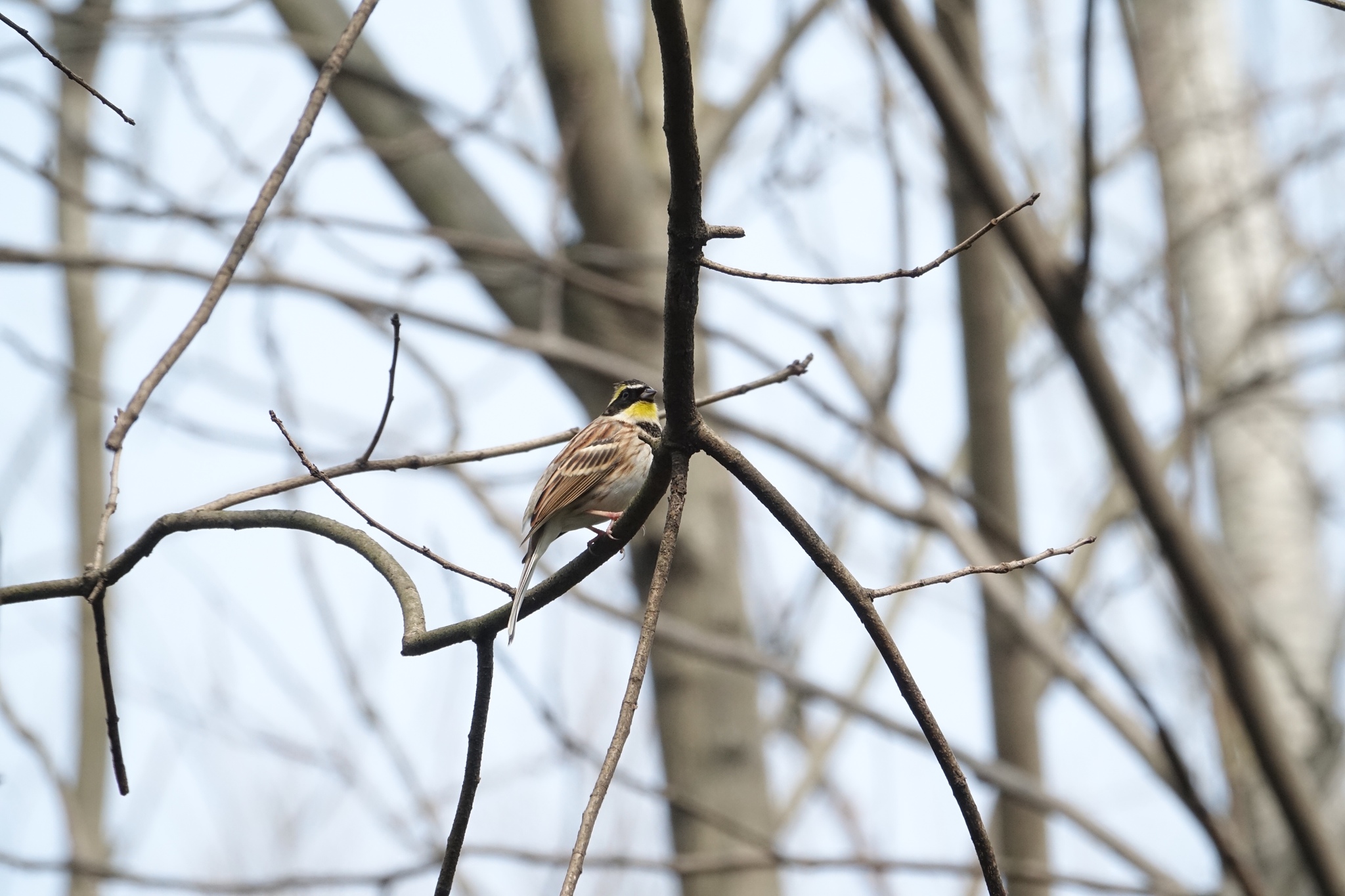 Yellow-throated Bunting