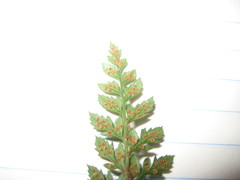 Polystichum australiense