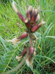 Astragalus palaestinus