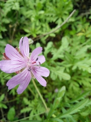 Geranium tuberosum