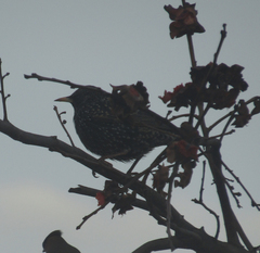 Sturnus vulgaris