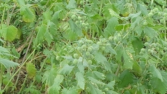 Urtica pilulifera