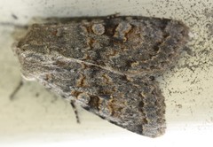 Ichneutica virescens