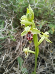 Ophrys umbilicata
