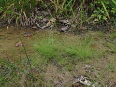 Eleocharis maximowiczii