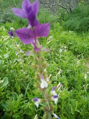 Salvia viridis