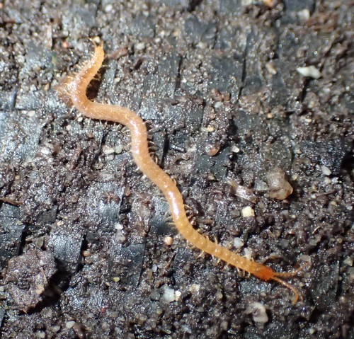 Representative image of Pachymerium