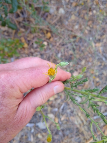 Image of Heterotheca oregona by no rights reserved