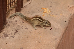 Funambulus pennantii