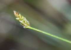 Eleocharis maximowiczii