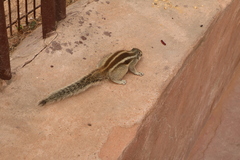 Funambulus pennantii