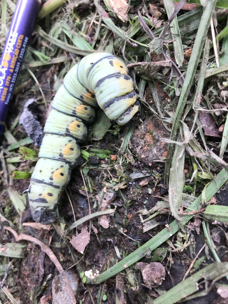 White-plagued Sphinx