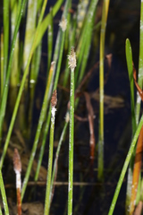 Eleocharis ussuriensis