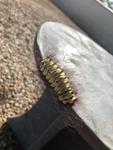 Polilla lanuda