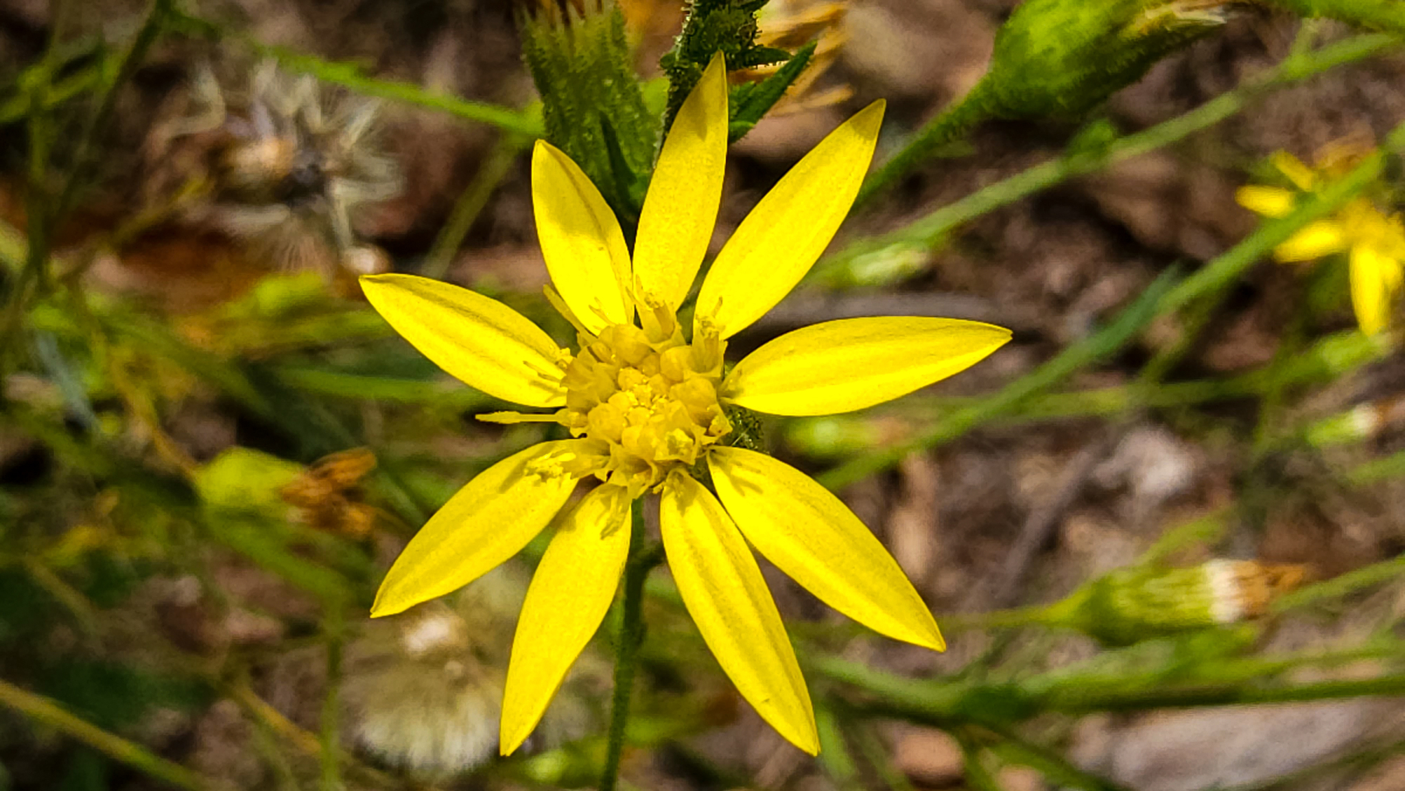 Pityopsis aspera