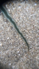 Phyllodocidae