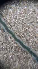 Phyllodocidae