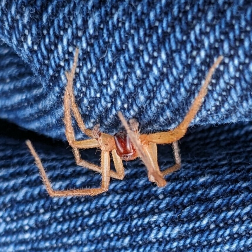 sac spider