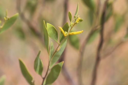 Acacia acradenia, 2023-07-23