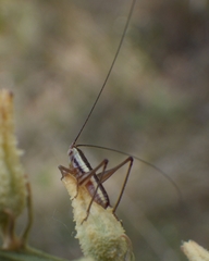 Conocephalus gracillimus