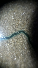 Phyllodocidae