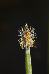 Eleocharis ussuriensis