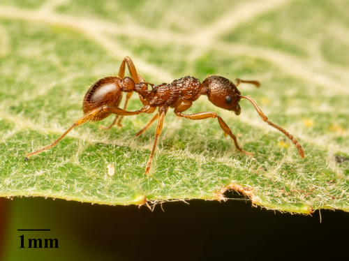 Woodland Red Ant, photo 2 of 10