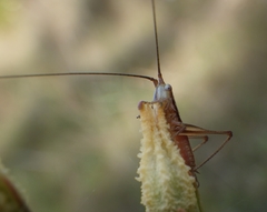 Conocephalus gracillimus