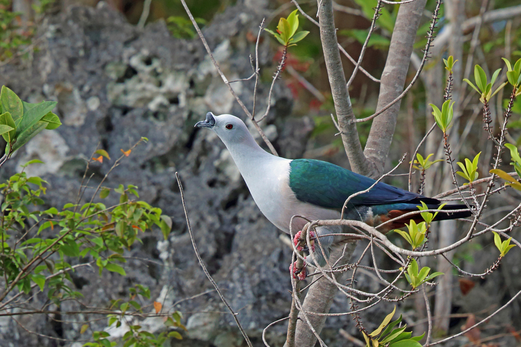 Spice Imperial-Pigeon