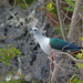 Spice Imperial Pigeon - Photo (c) Nigel Voaden, some rights reserved (CC BY)