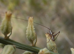 Conocephalus gracillimus
