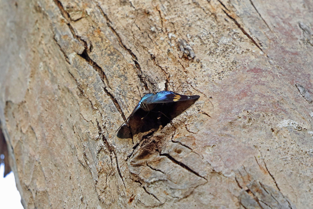 Apaturina erminia