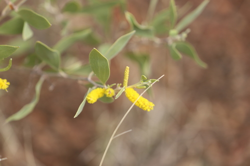 Acacia acradenia, 2023-07-23