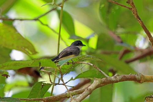 Rhipidura rufiventris