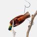 Red Bird-of-Paradise - Photo (c) Nigel Voaden, some rights reserved (CC BY)